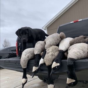 Meet your Posher, Morgan